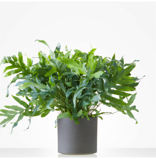 Plant IJzervaren incl. pot Plant IJzervaren incl. pot