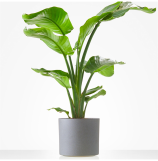 Plant Strelitzia incl. pot Plant Strelitzia incl. pot