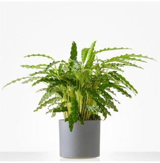 Plant Calathea incl. pot Plant Calathea incl. pot
