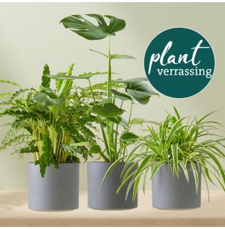 Plant Plantverrassing Plant Plantverrassing