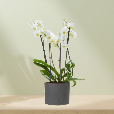 Plant Witte orchidee incl. pot Plant Witte orchidee incl. pot